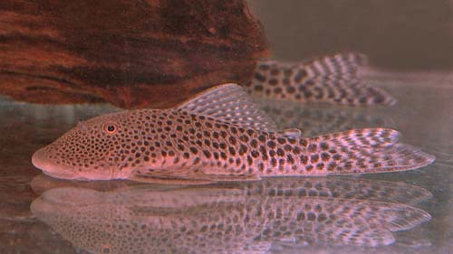 Chaetostoma sp. (L-187a)